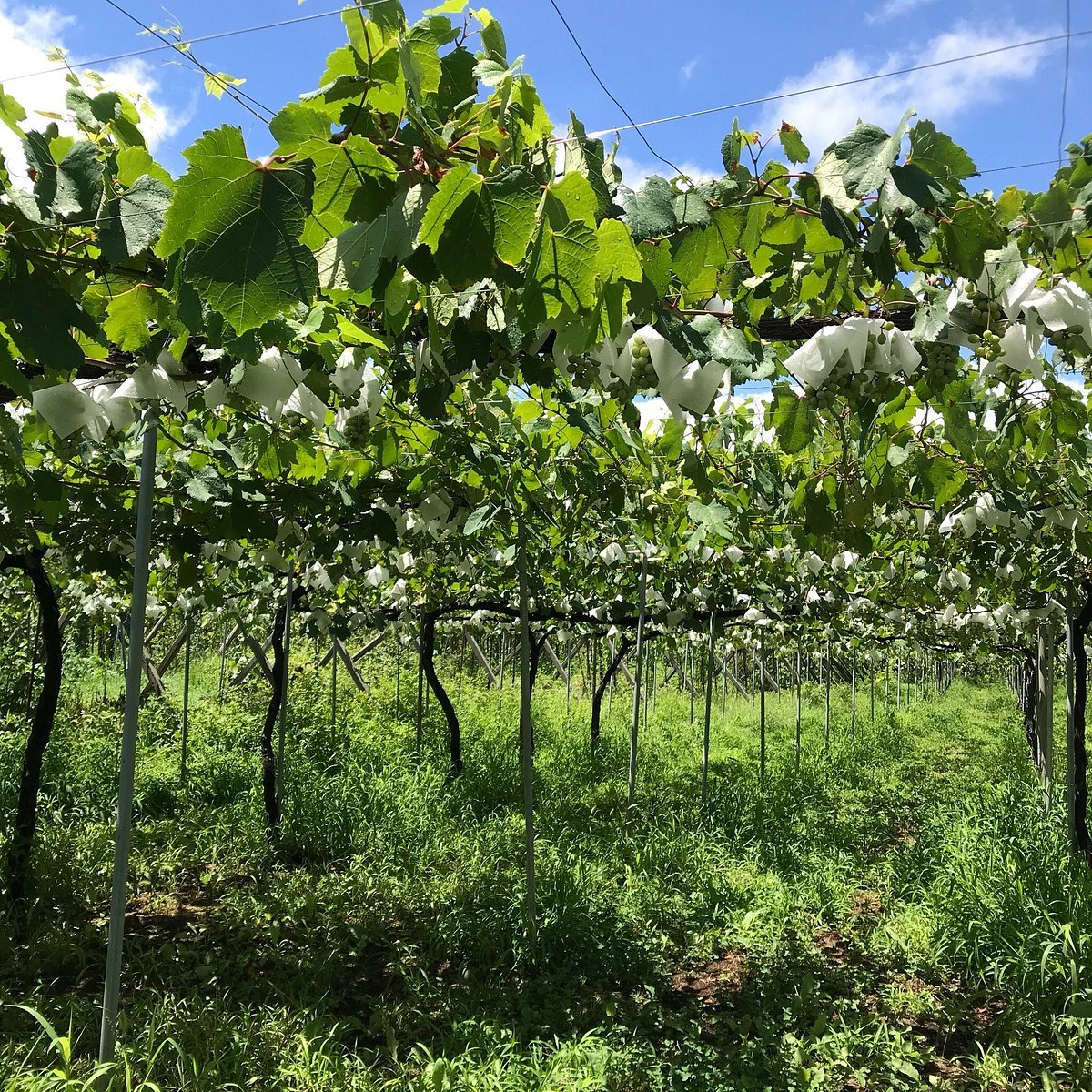 🍷 샤토 가츠누마(シャトー勝沼) 이미지 6